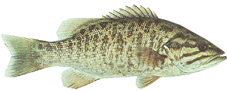Maine bass Fishing Guide